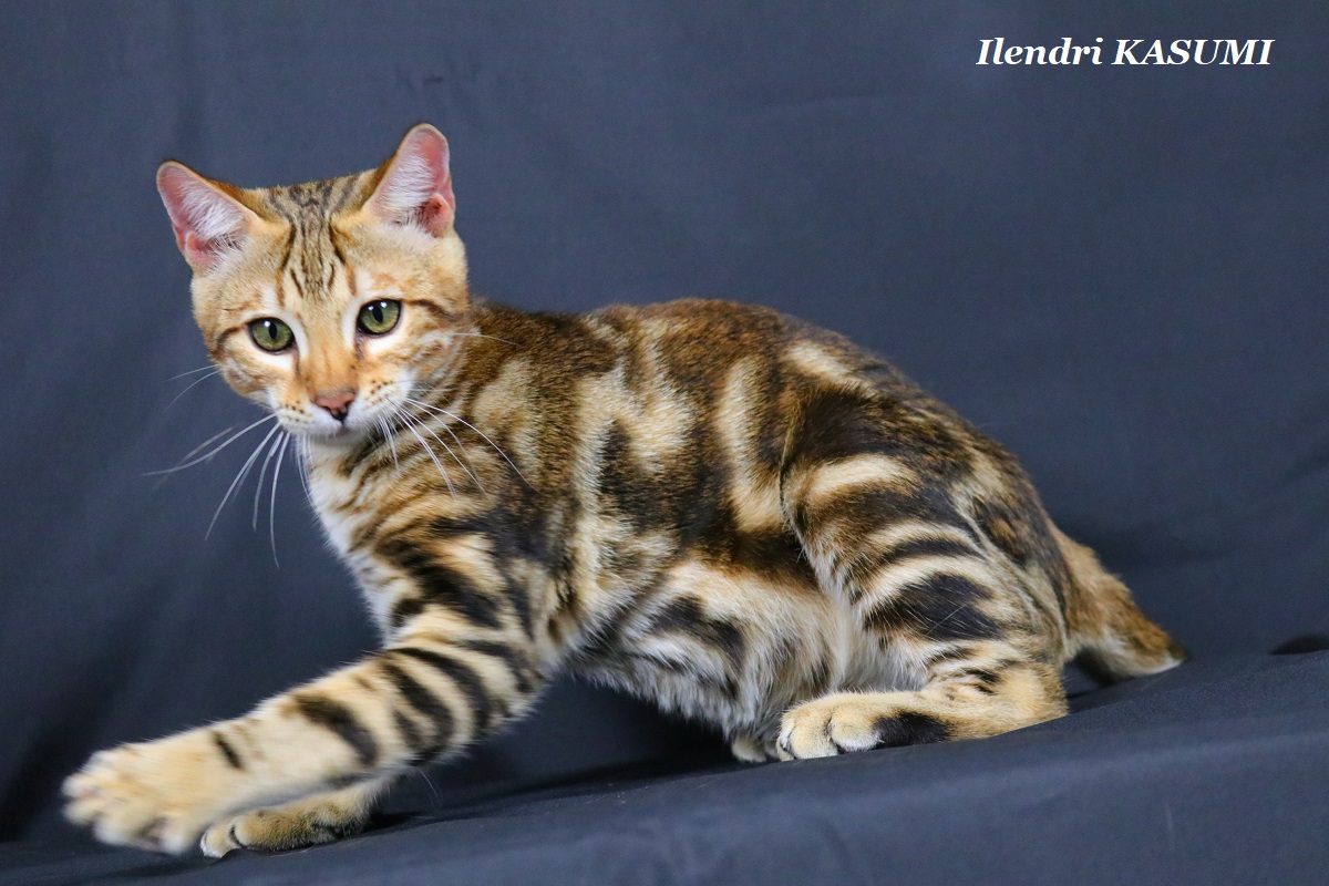 bengal marbled